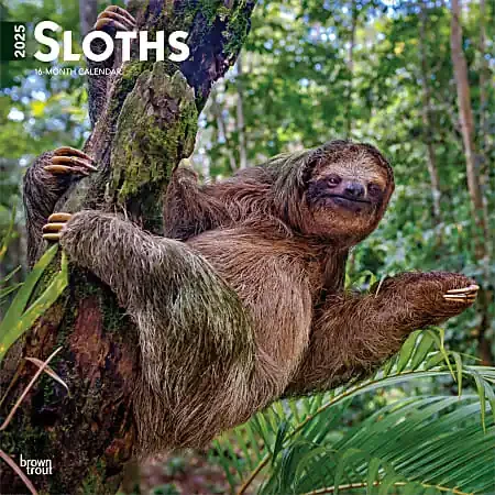 2025 BrownTrout Sloths Monthly Plastic-Free Square Wall Calendar, 12″ x 12″, Wildlife, January to December 2025, 9781975475703