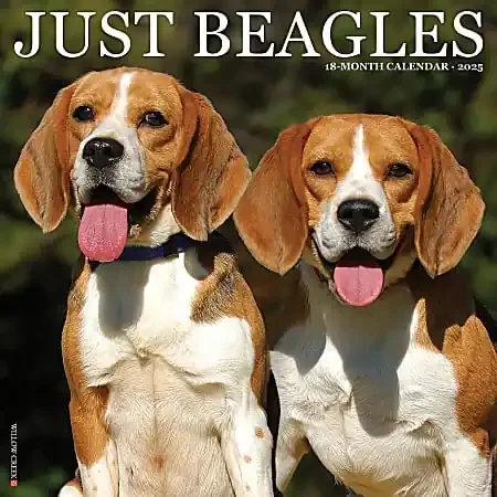 2025 Willow Creek Press Animals Monthly Wall Calendar, 12” x 12”, Beagles, January To December, 41666